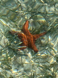 Starfish Point