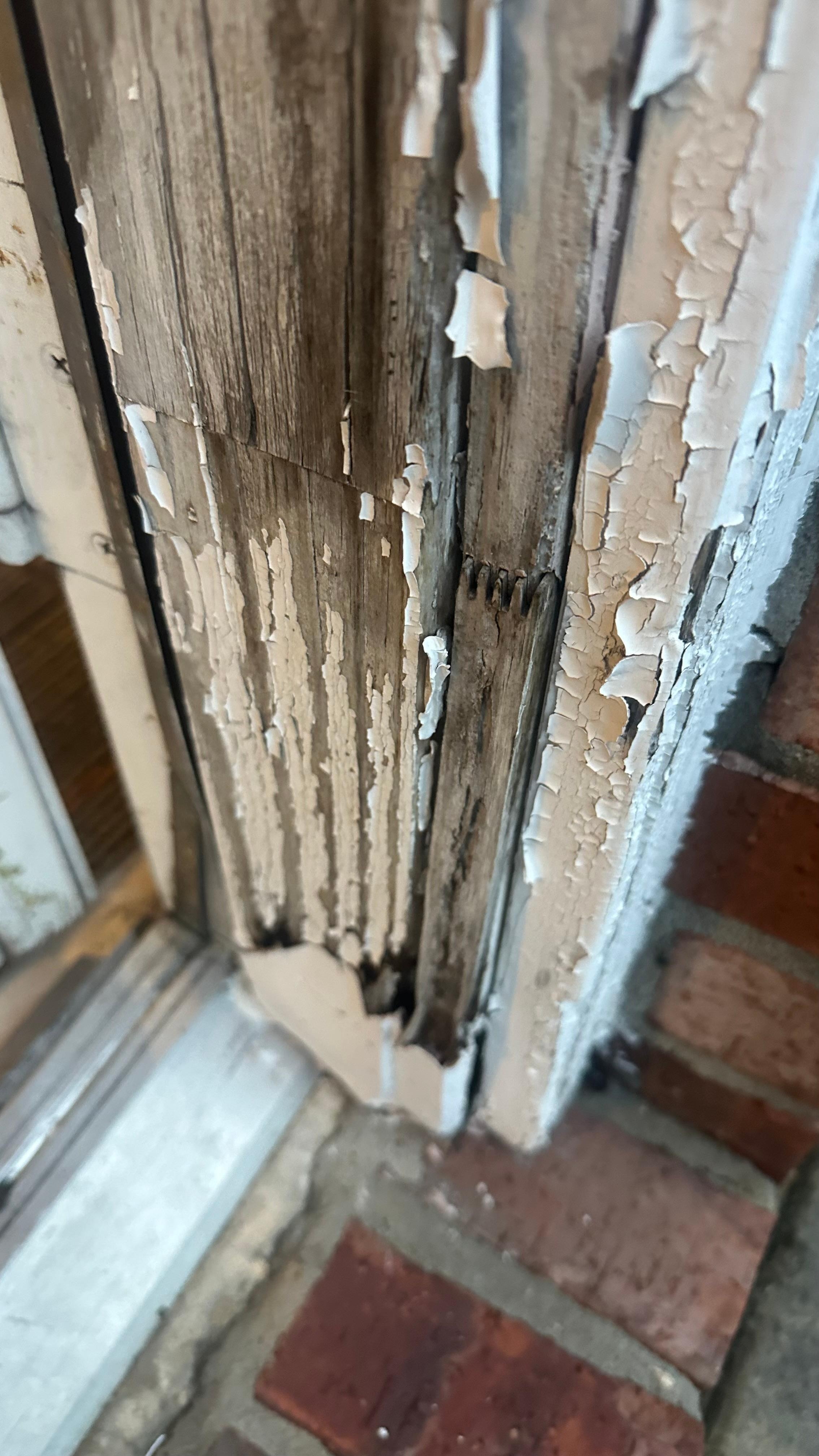 Rotten wood and water dames 