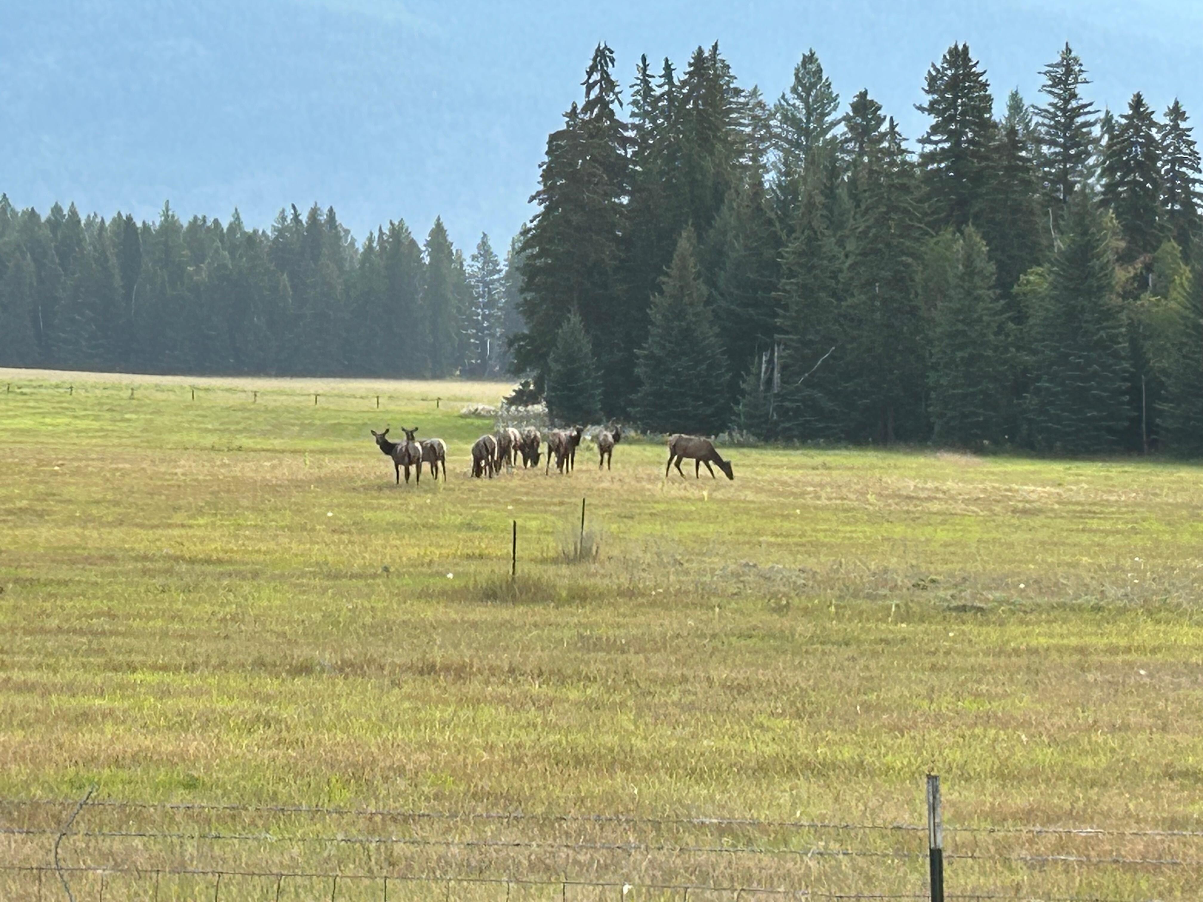 Herd of elk 5 miles down the road.