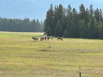 Herd of elk 5 miles down the road.