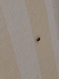Roaches in bathroom