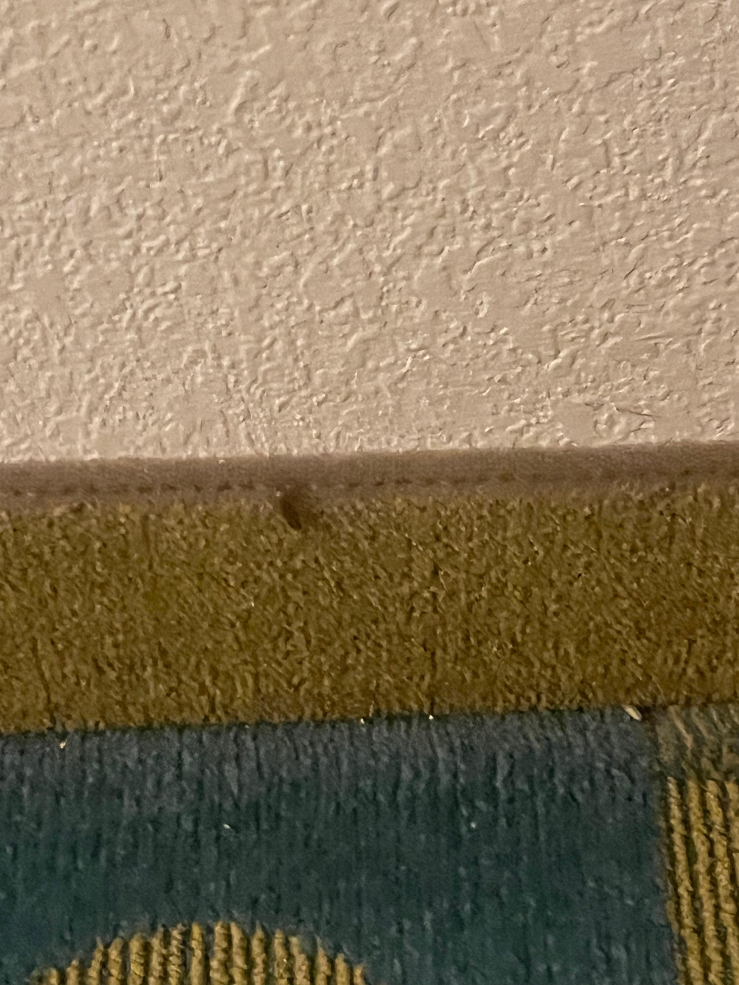 Roaches in carpets 