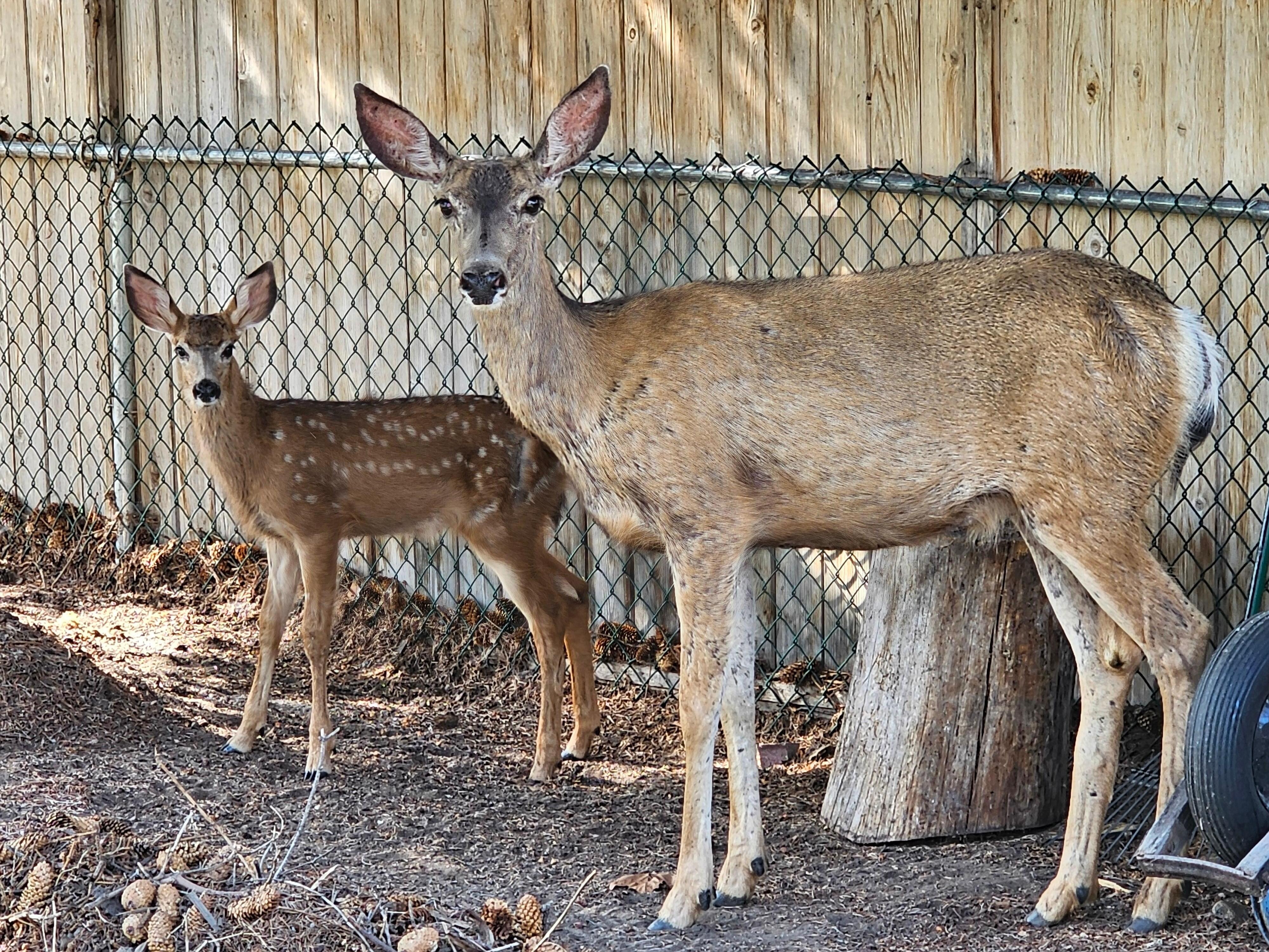 oh 'dear'...fun and cute greeters  but a gardeners nightmare. 