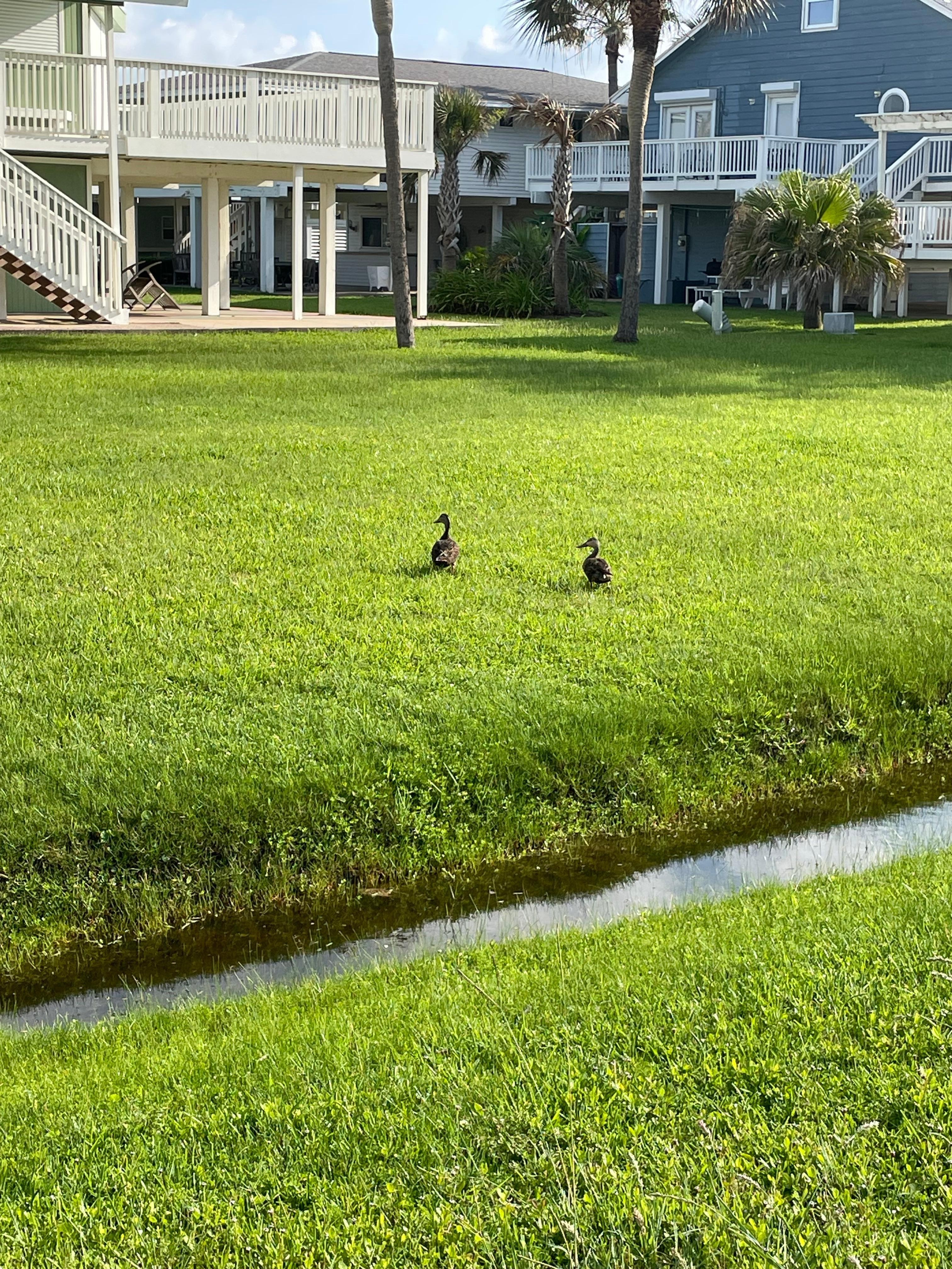 Whistling ducks on the neighbor’s yard