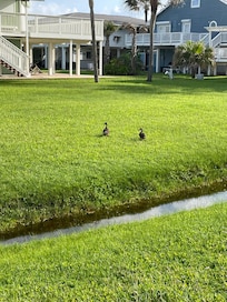 Whistling ducks on the neighbor’s yard