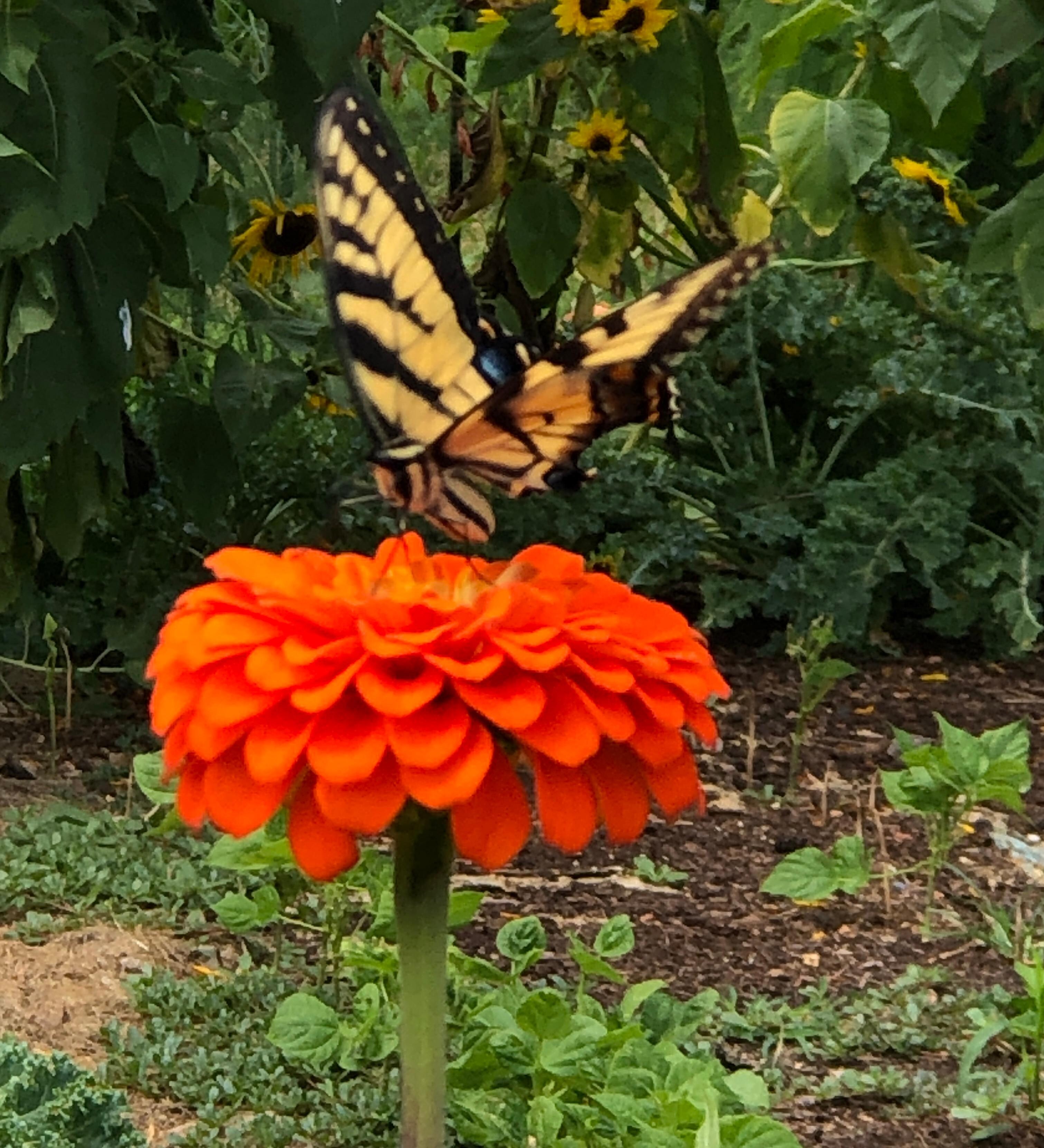 Beautiful gardens. 