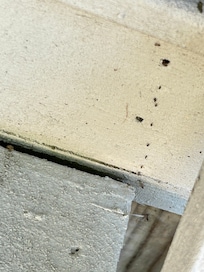 ants