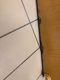 Black Mold on bottom of bathroom door