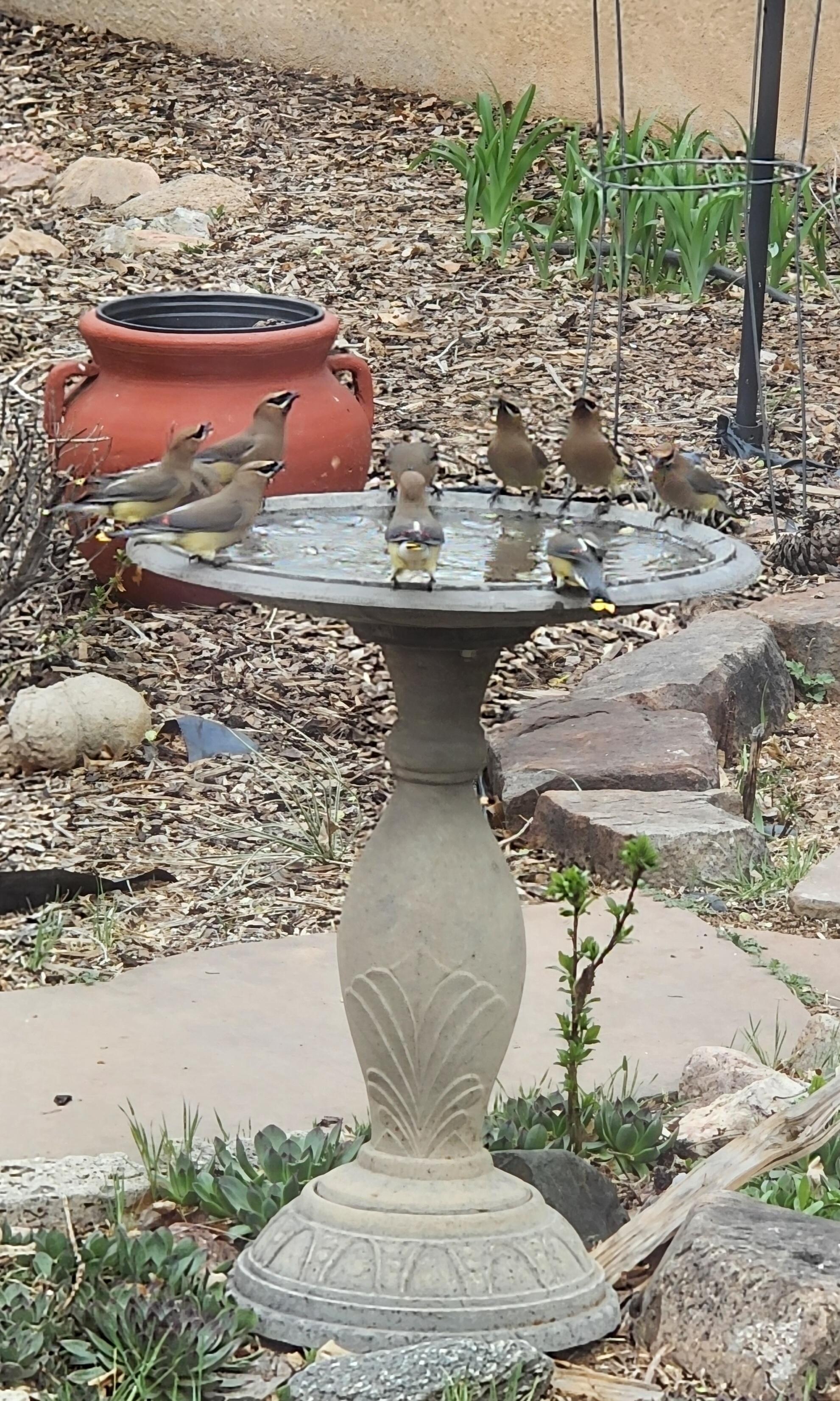 Cedar Waxwings mob the bird bath
