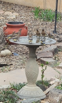 Cedar Waxwings mob the bird bath