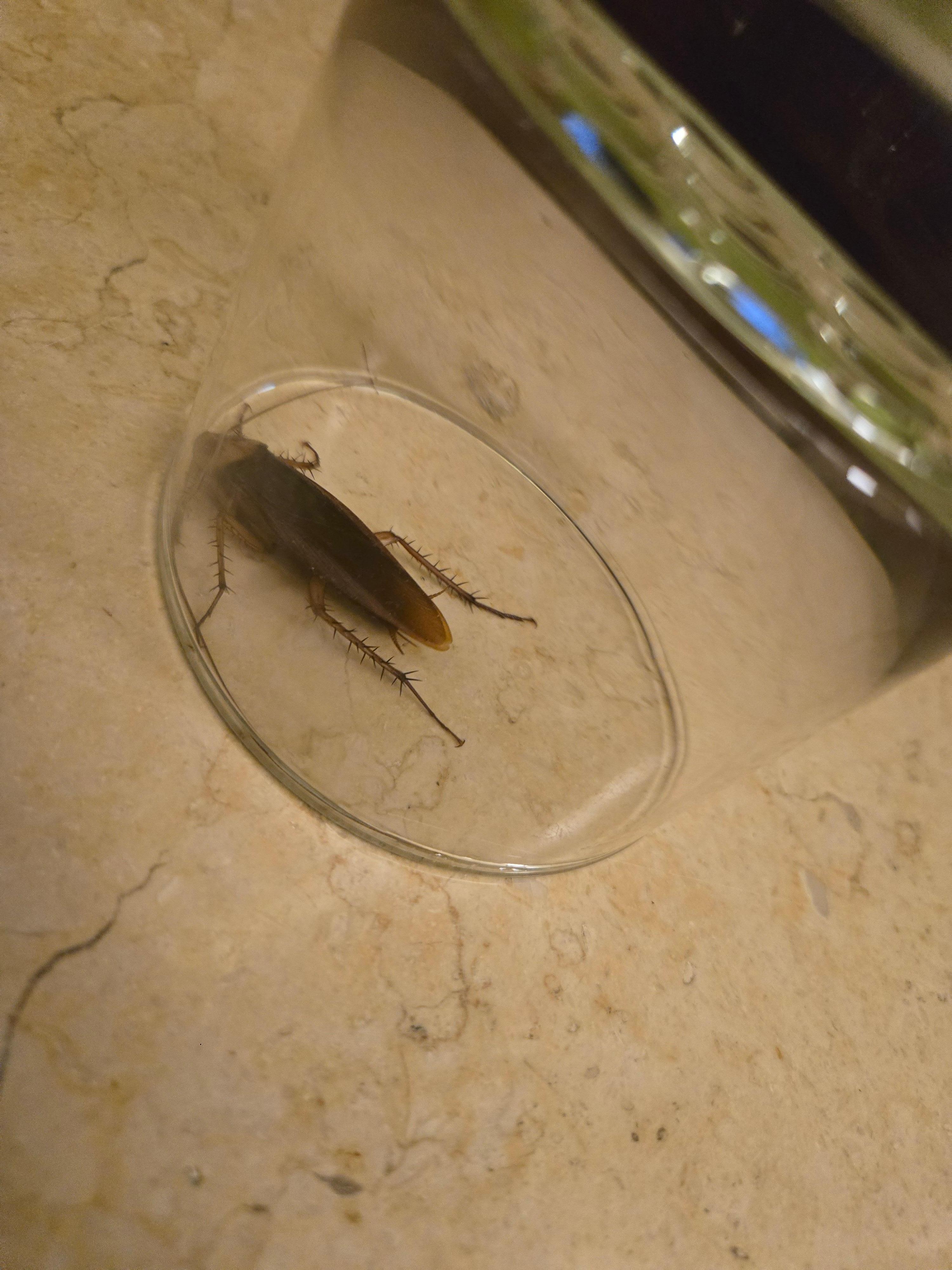 Cockroach that welcomed us in our 1st room. 