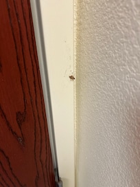 Smashed bug âthey didnât seeâ