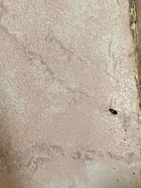 Hay plaga de cucarachas