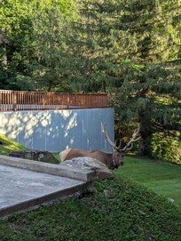 Elk every day!