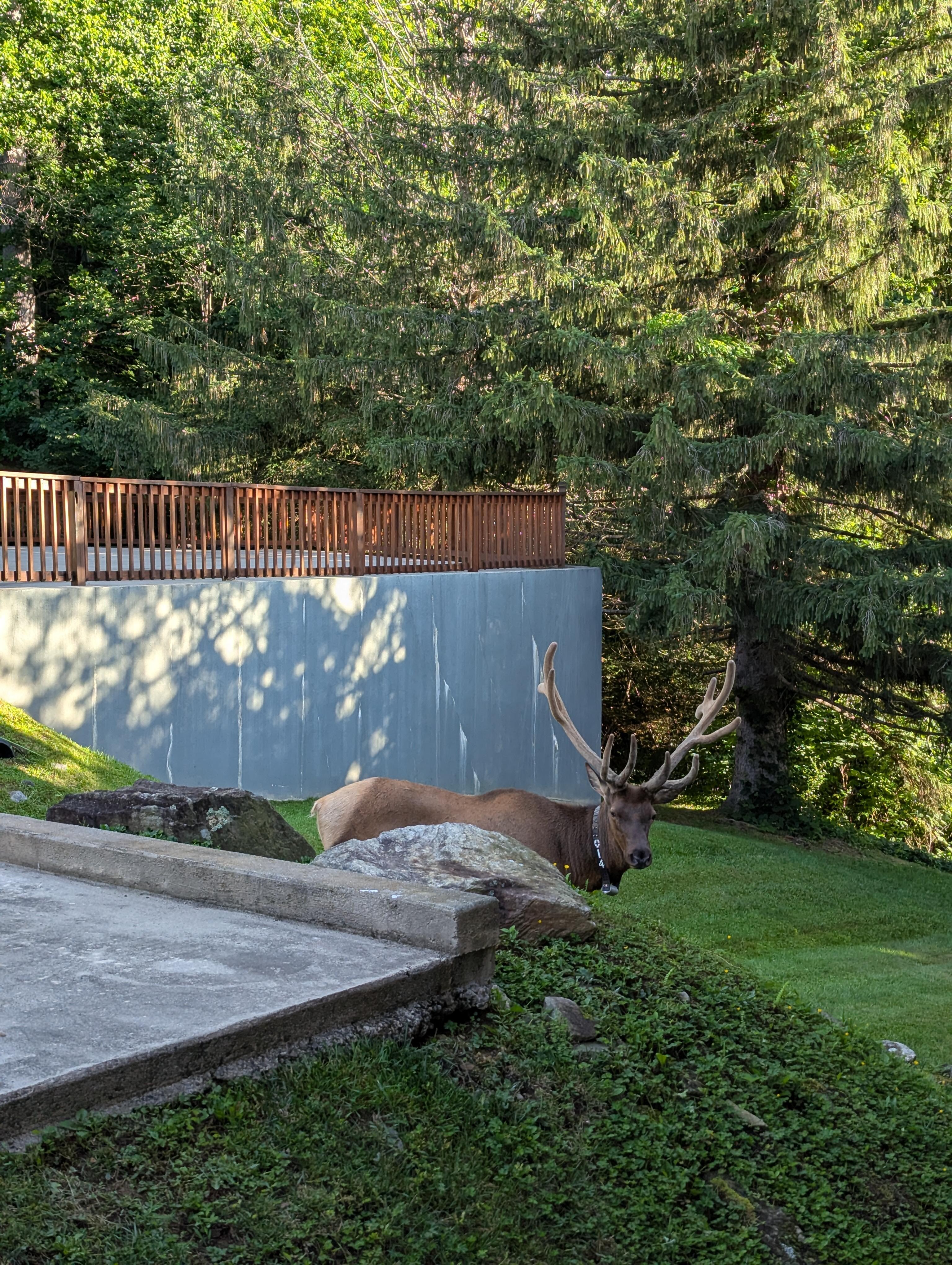 Elk every day!