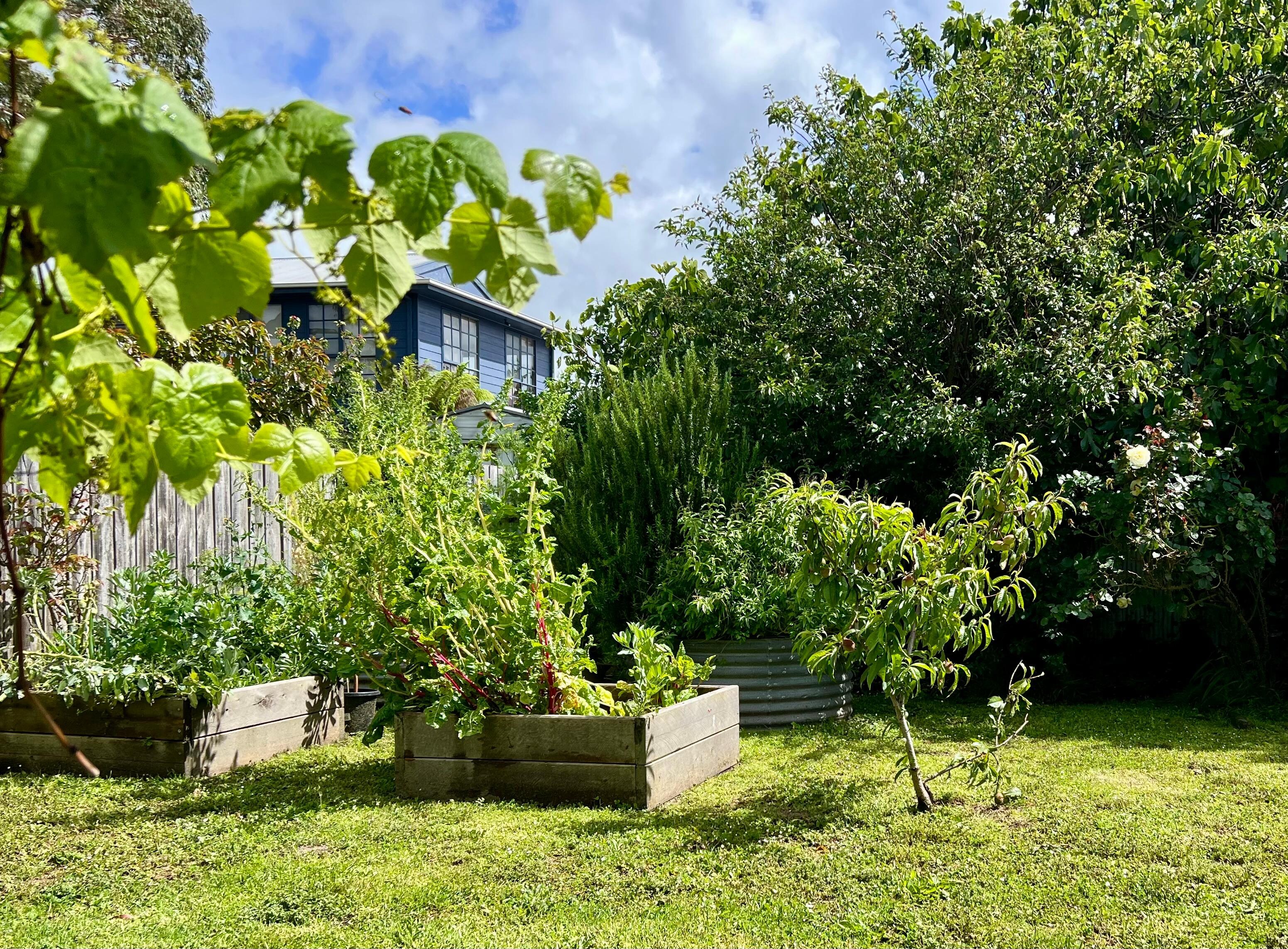 Back yard with vegetable tubs