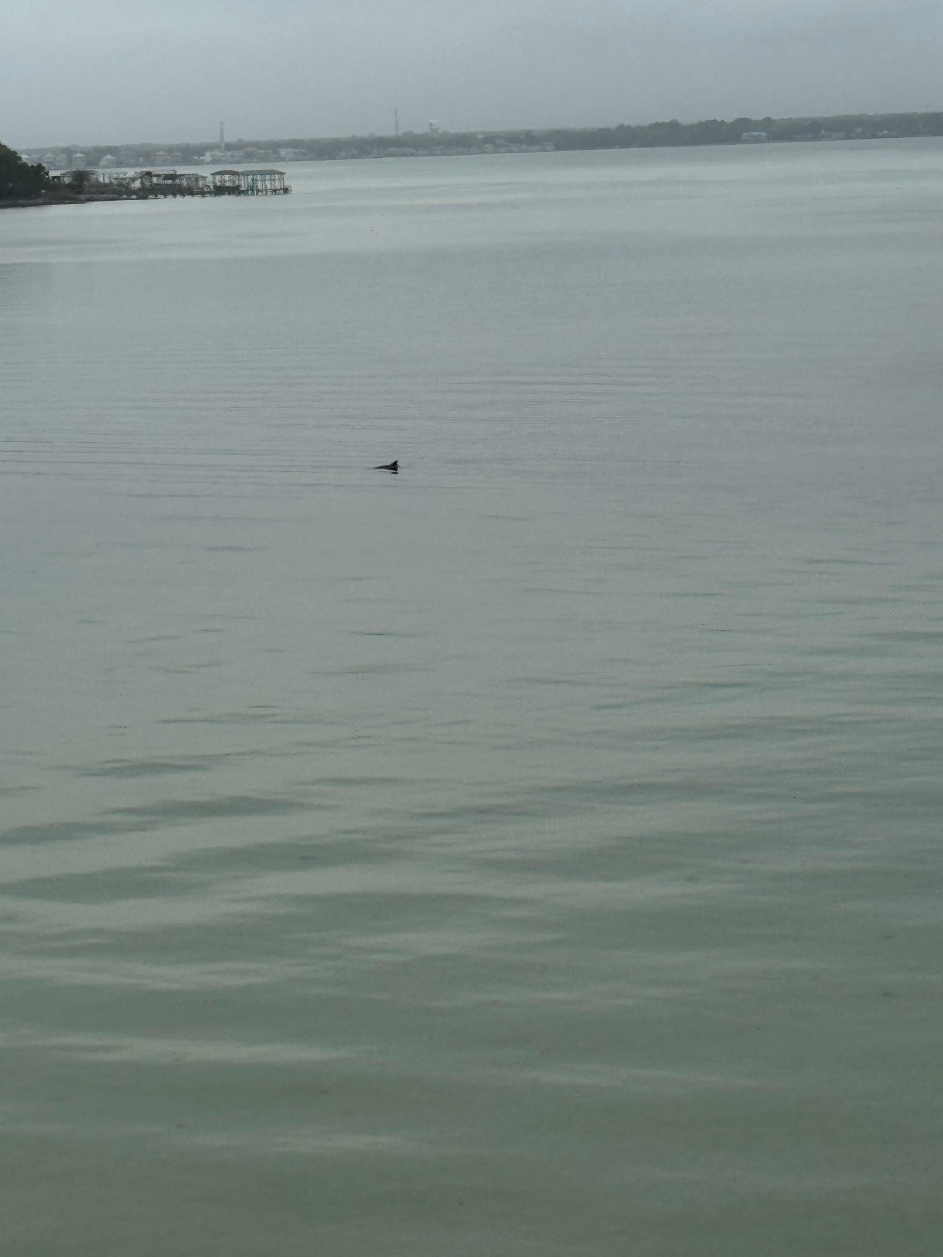 Dolphine - the welcome dolphin! 