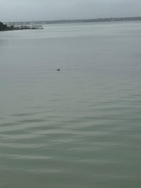 Dolphine - the welcome dolphin!
