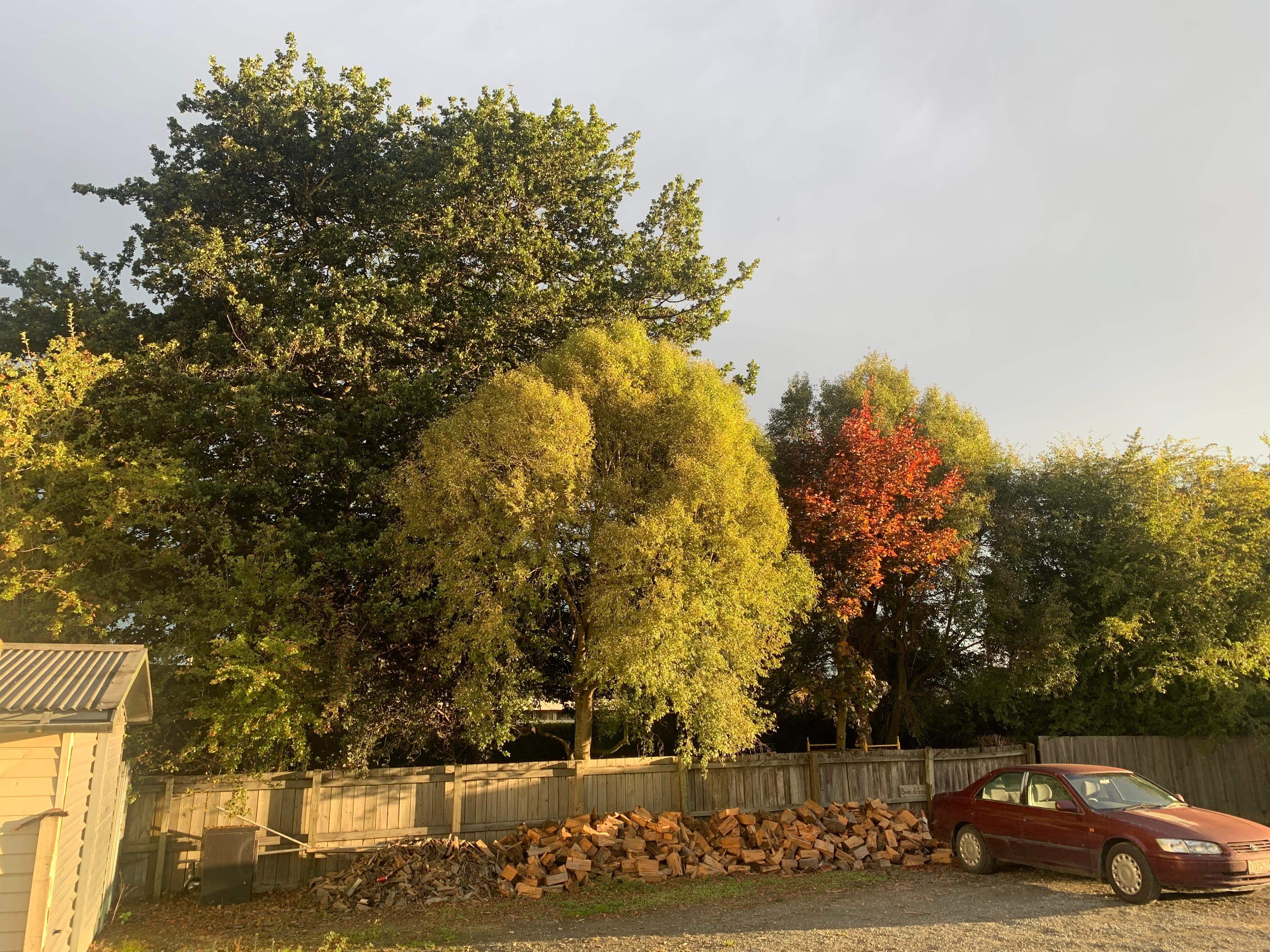 Autum colours in Fairlie