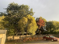 Autum colours in Fairlie