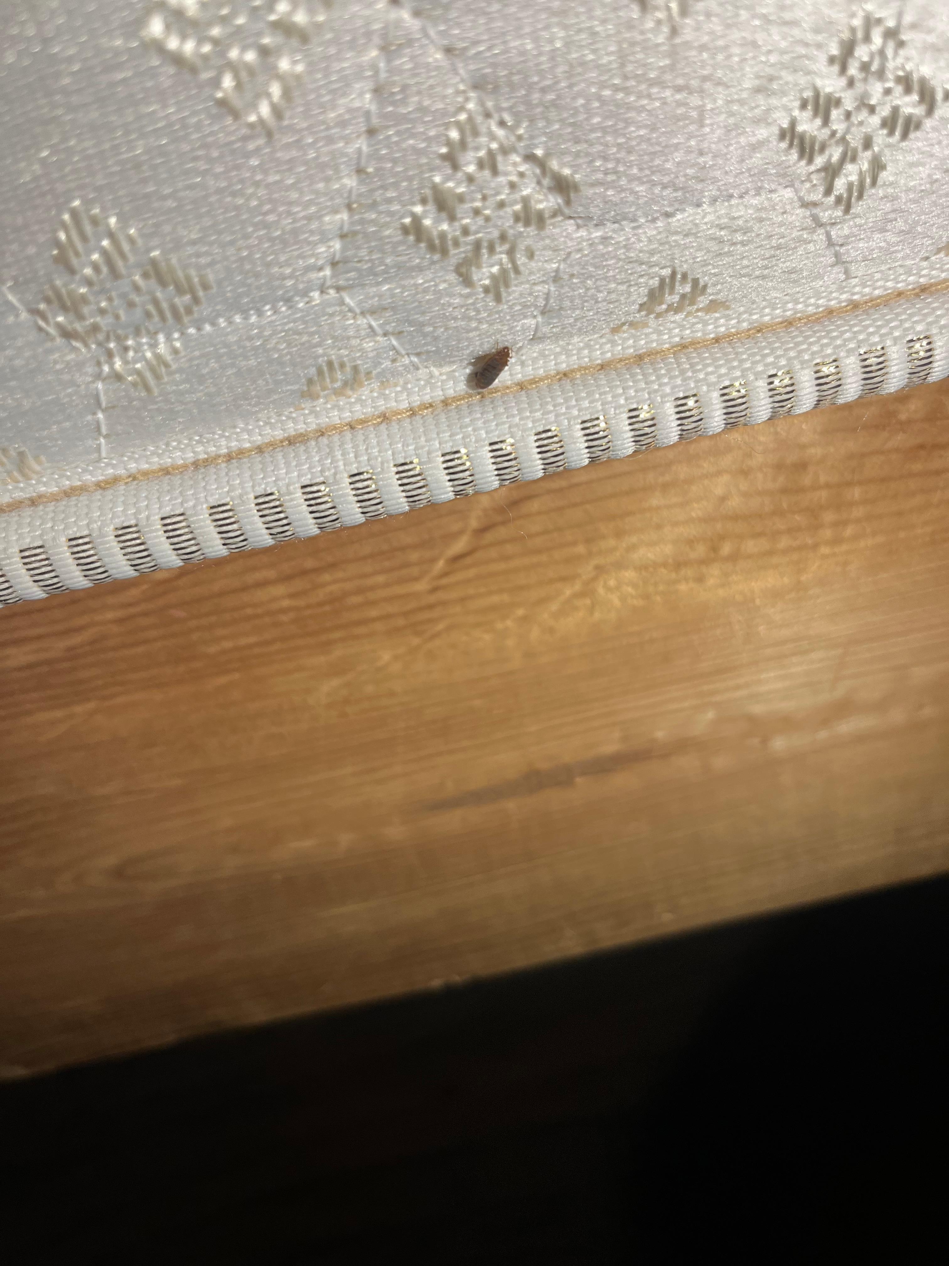 Bed bug on the bed