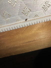 Bed bug on the bed