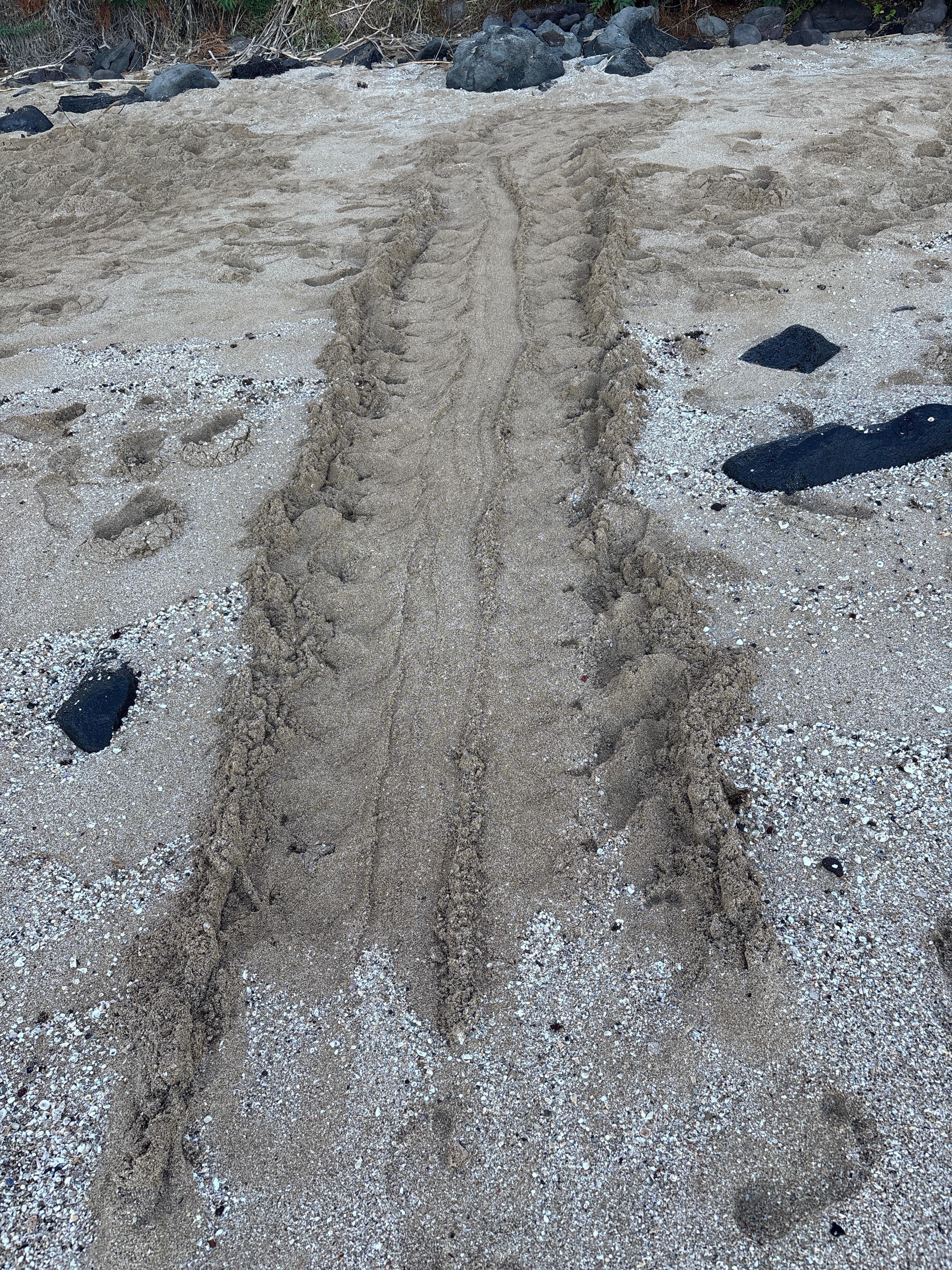 Turtle tracks on the beach in the morning.