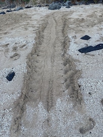 Turtle tracks on the beach in the morning.