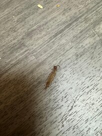 Dead bug