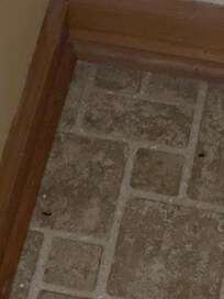 Rat droppings