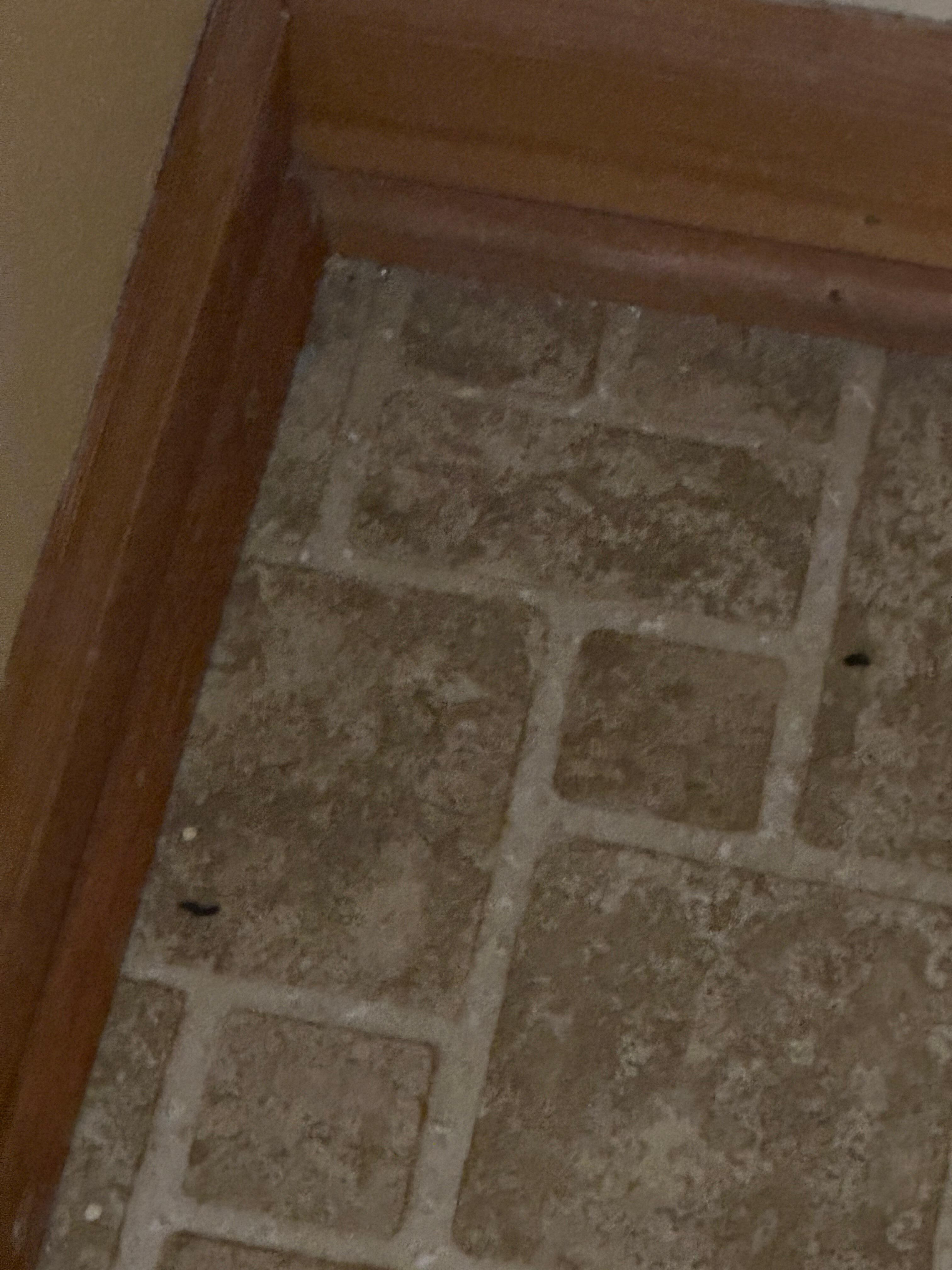 Rat droppings 