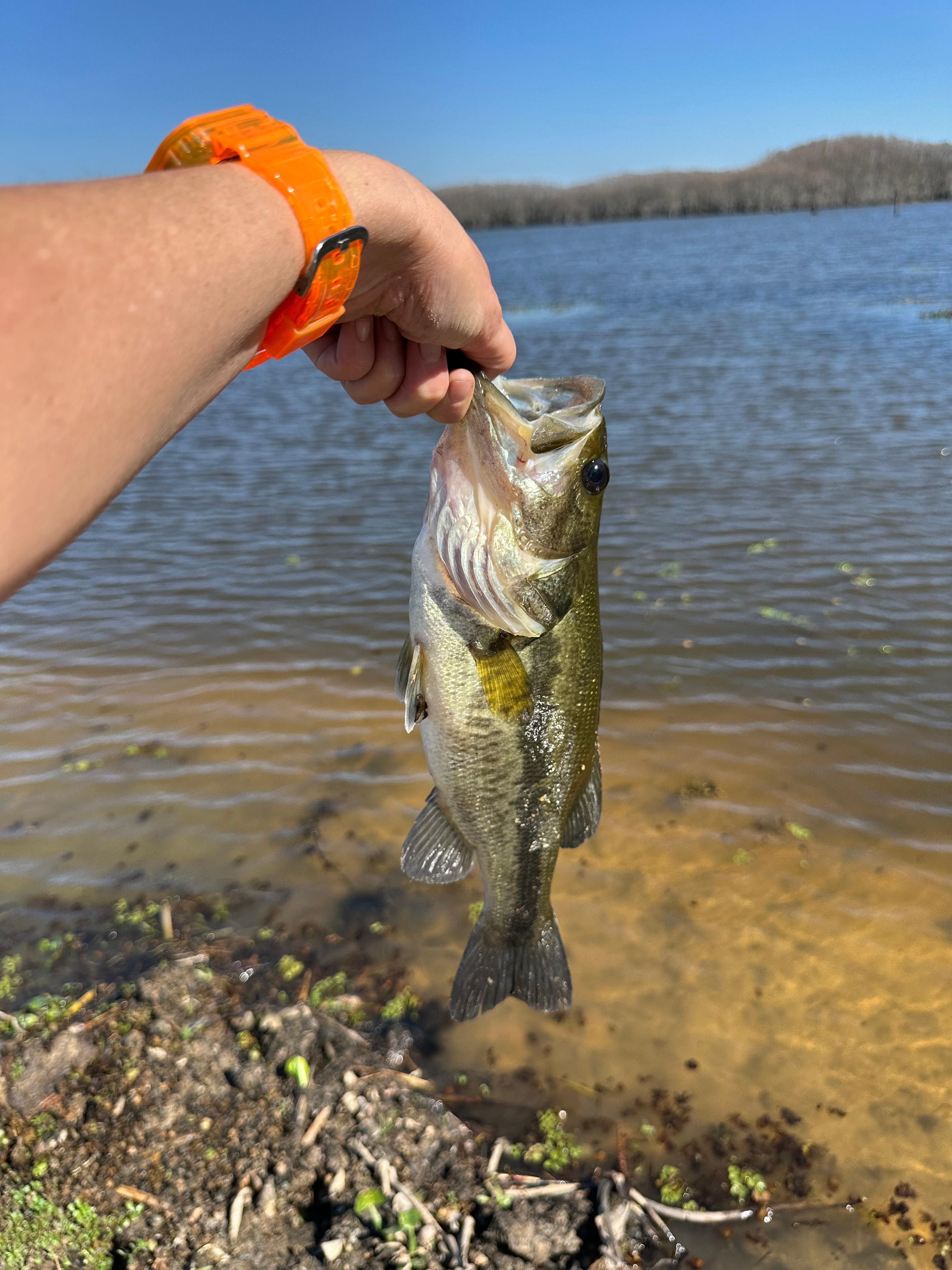 One of the many fish caught on the beach of the property 
