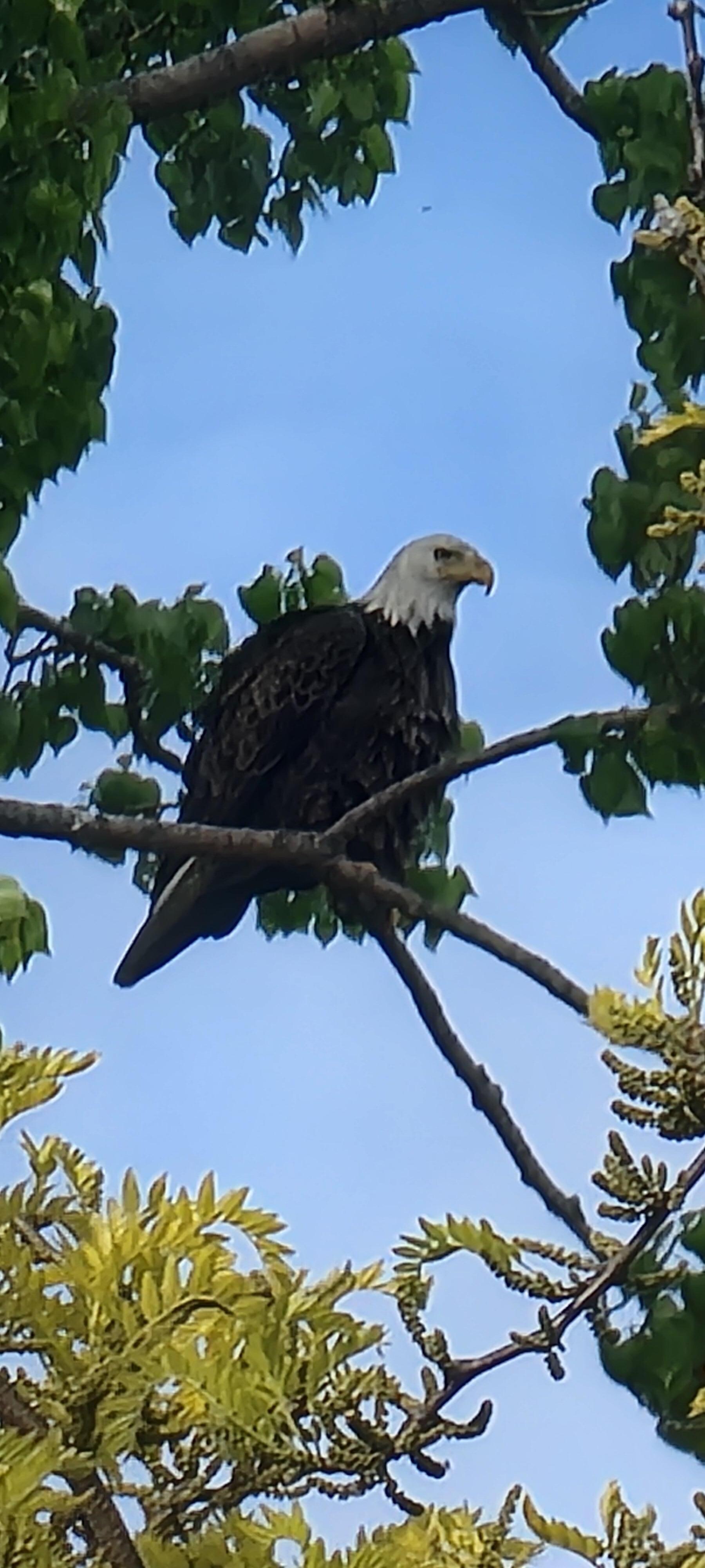 Eagle perched on the property 