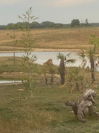 Le territoire des lions