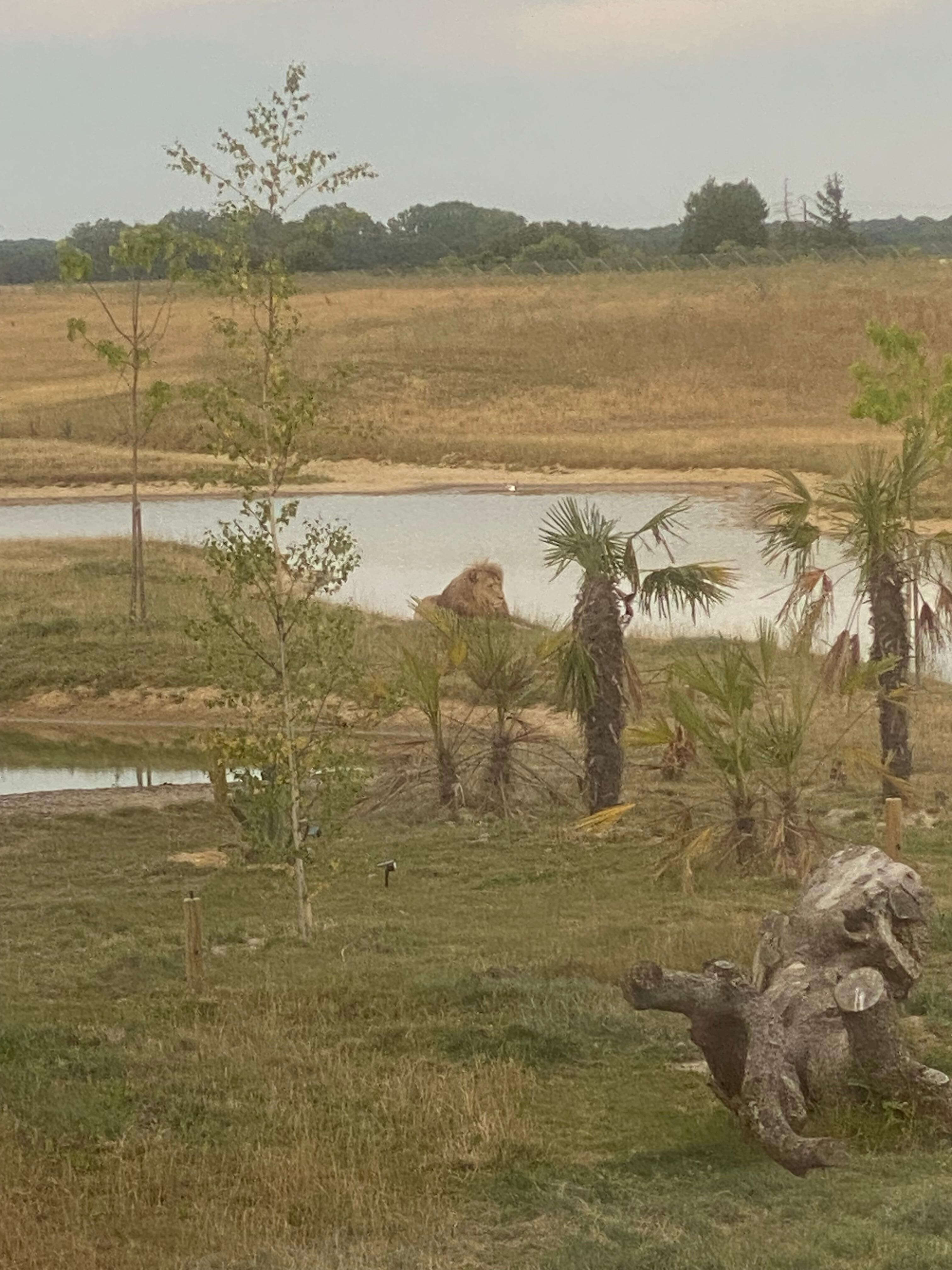 Le territoire des lions 