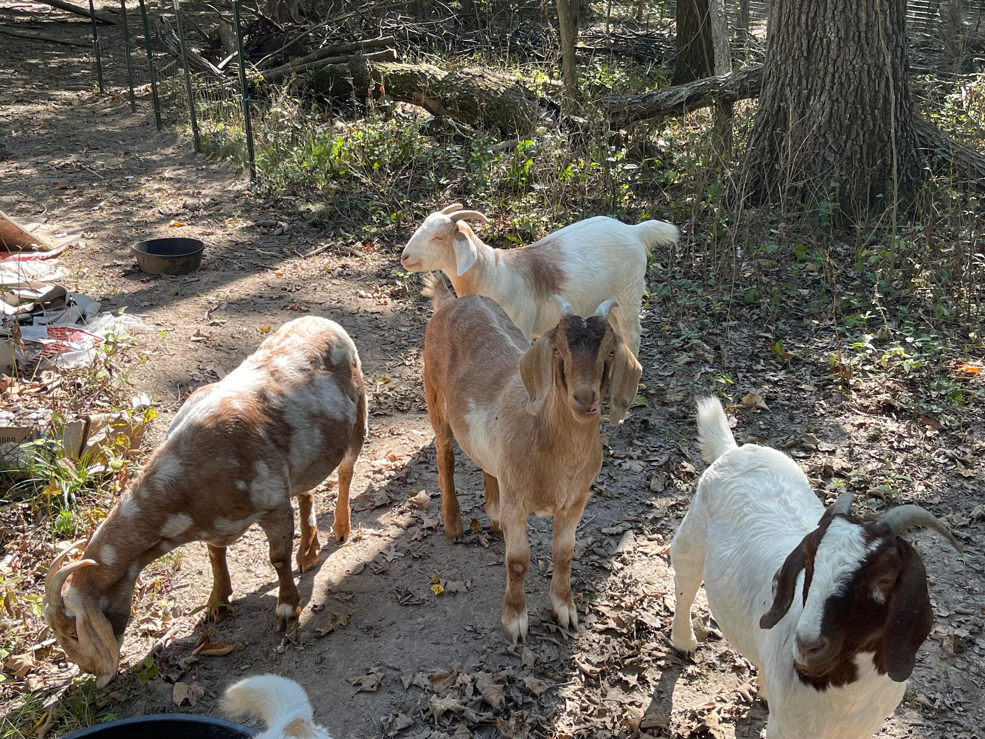 Here are the goats that are on the property. 