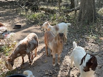 Here are the goats that are on the property.
