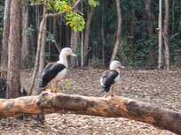 Birdlife at Wells Creek Retreat.