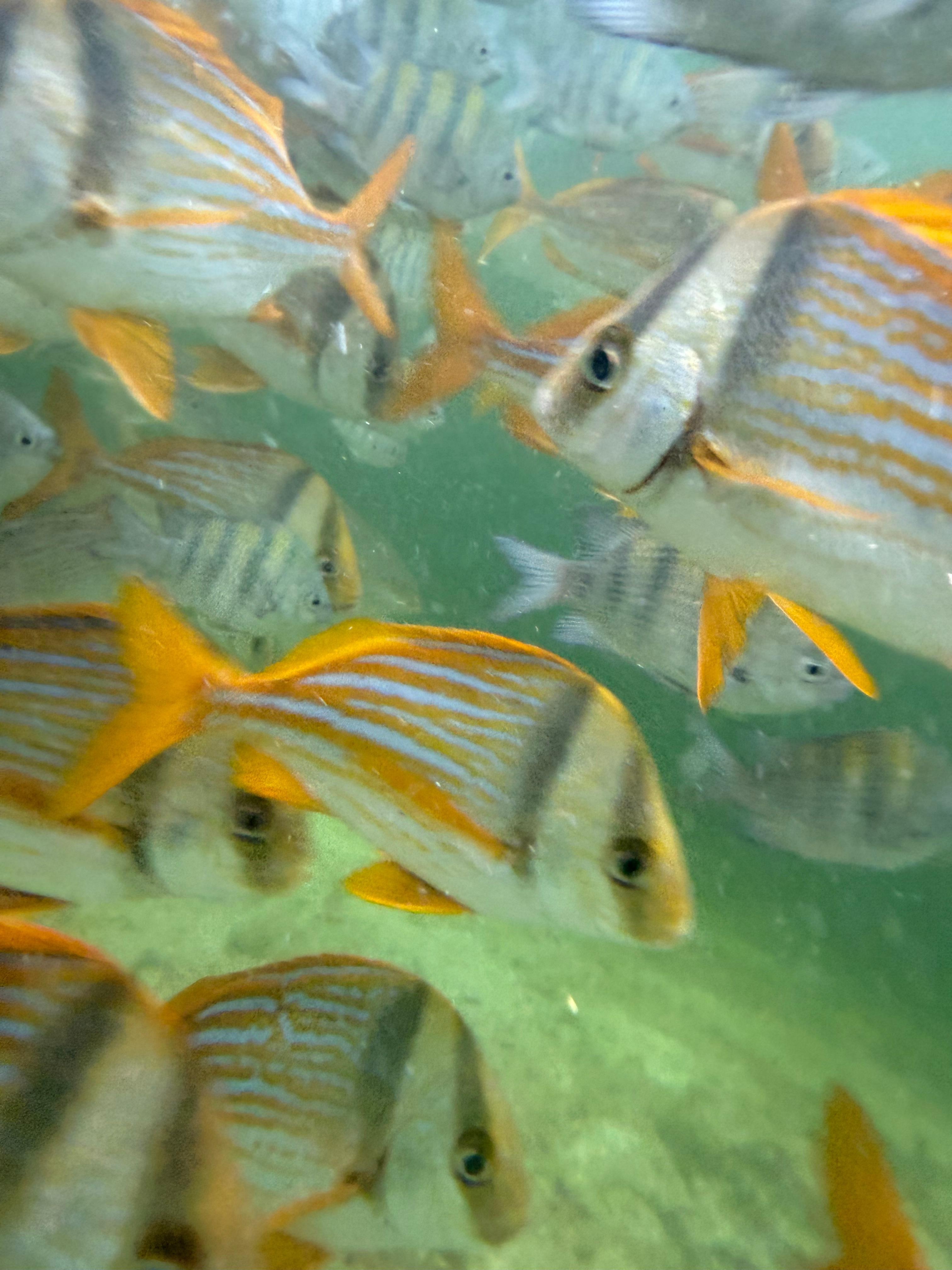 Photo taken while snorkeling in the lagoon adjacent to the patio. 