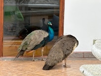 Pair of peacocks free roam.