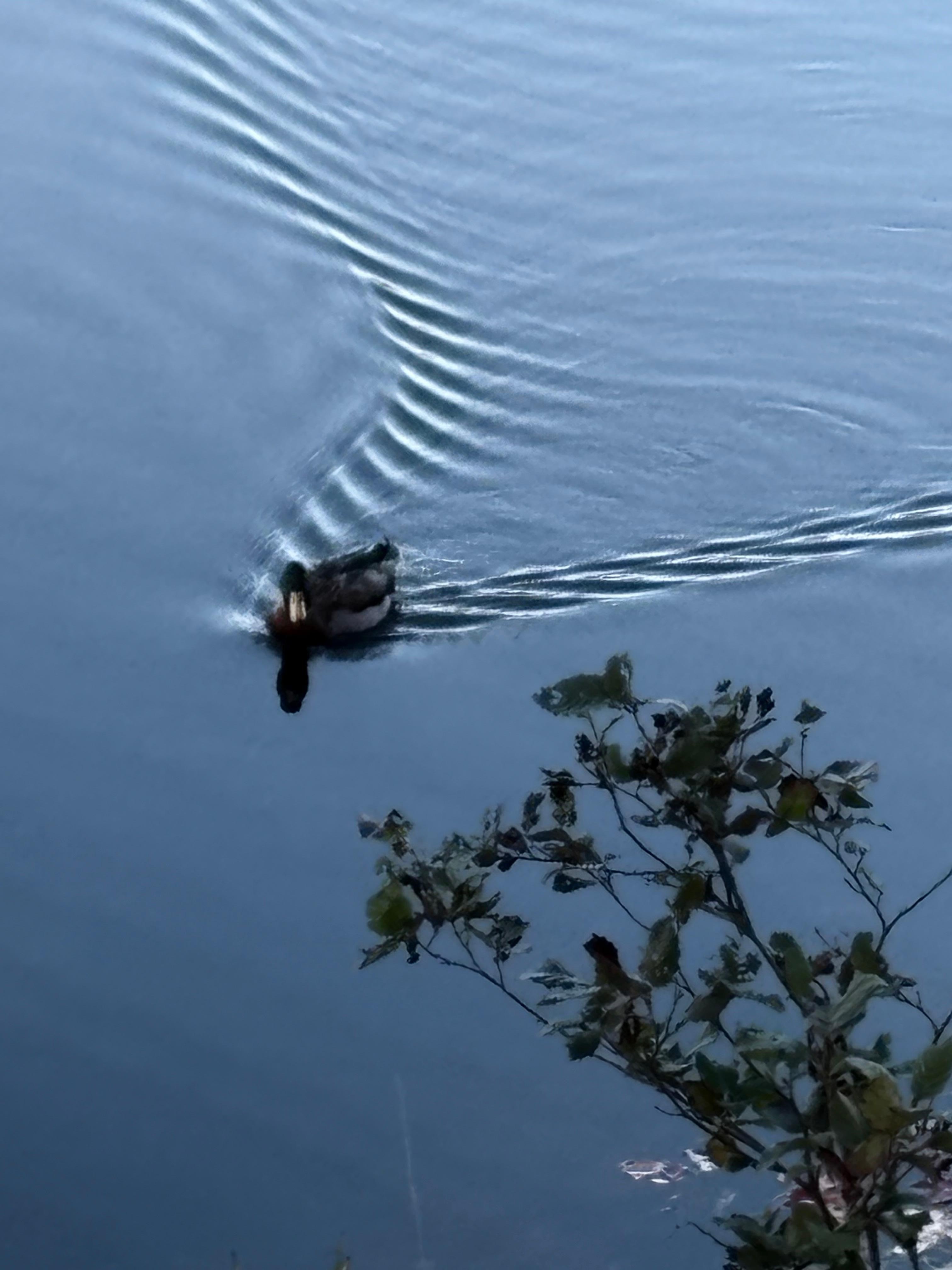 Ducks, eagles, and herons call this place home.