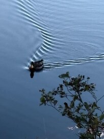 Ducks, eagles, and herons call this place home.