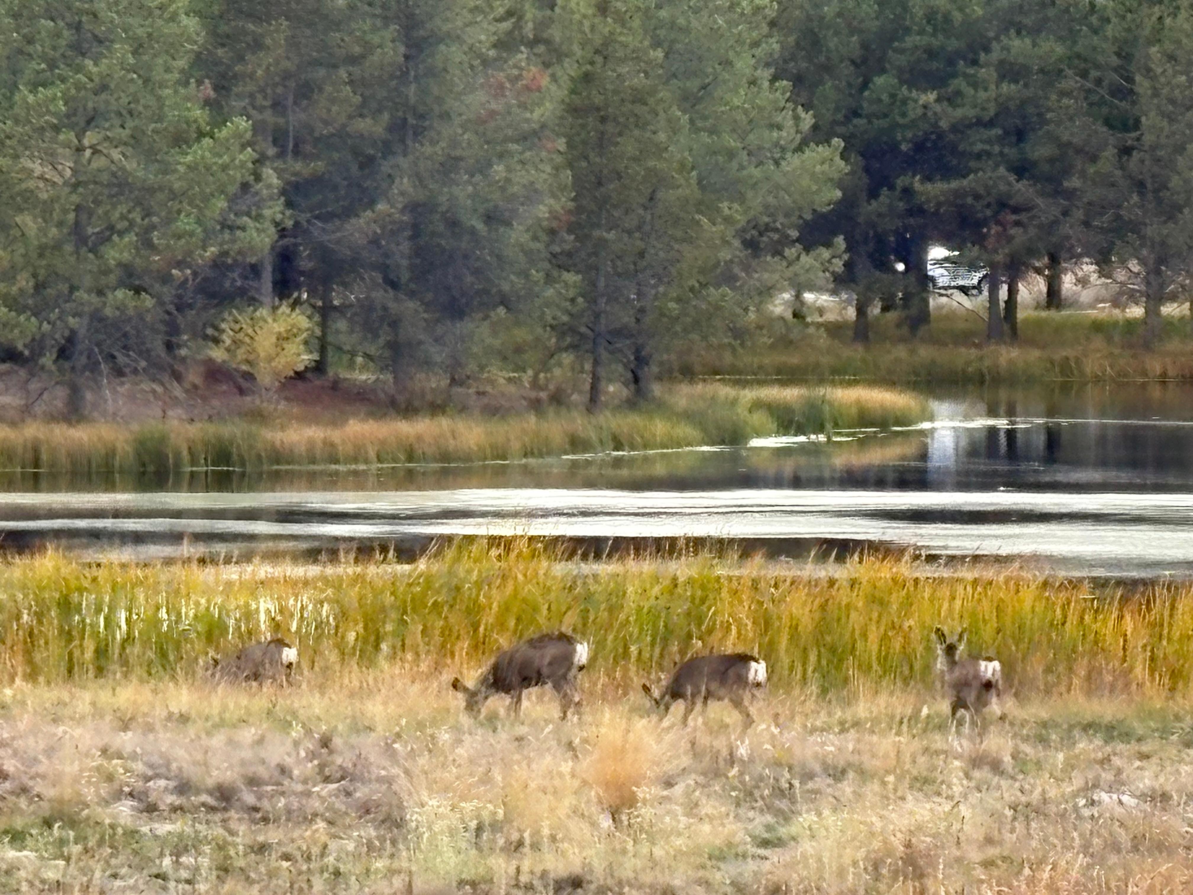 Deer came by every day