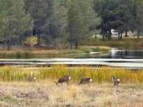 Deer came by every day