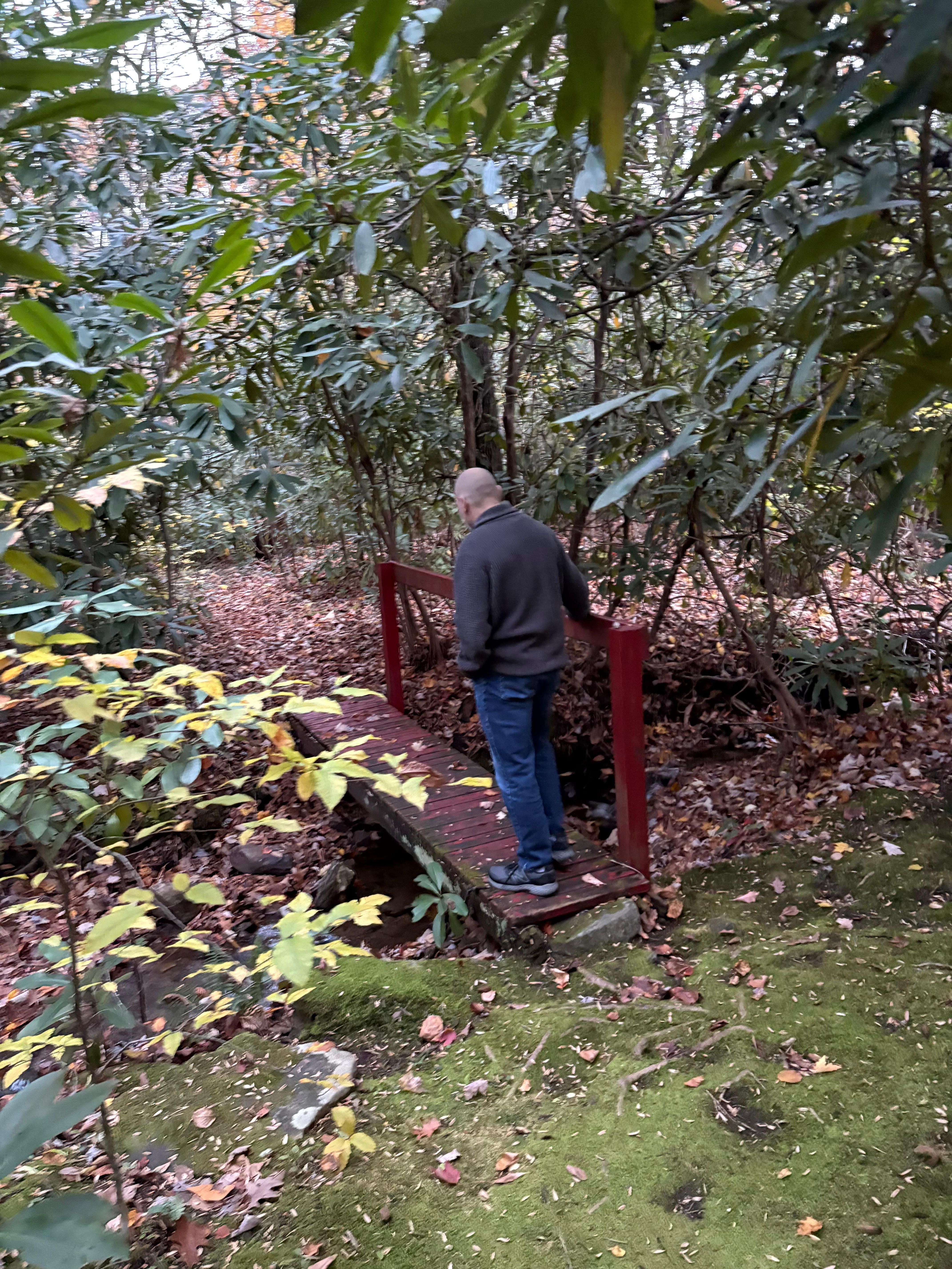 Back yard leads right to a great trail in Pisgah