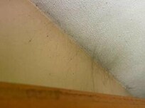 old cobwebs, and lots of them