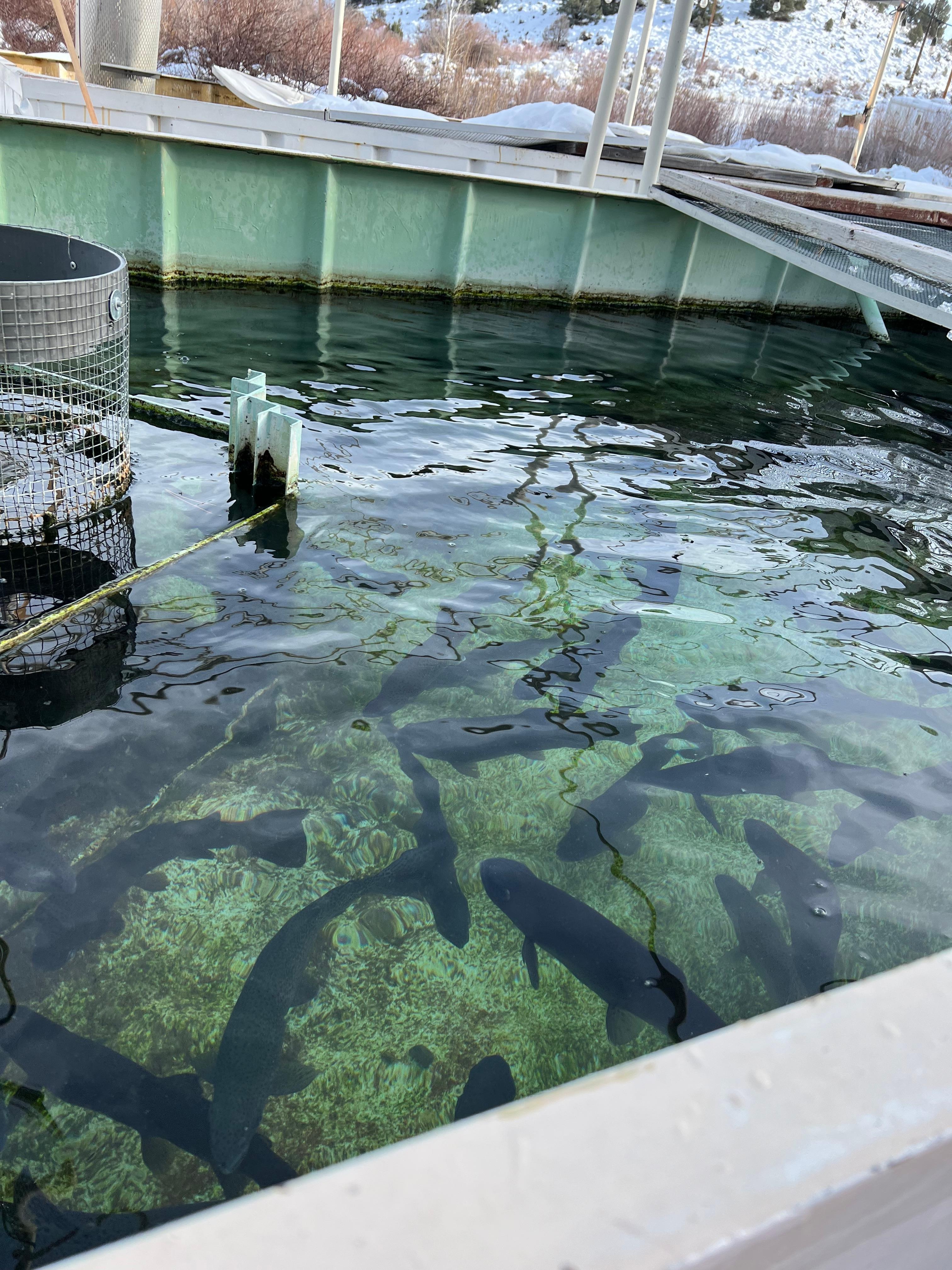 Virginia Creek Rainbow Trout Project 