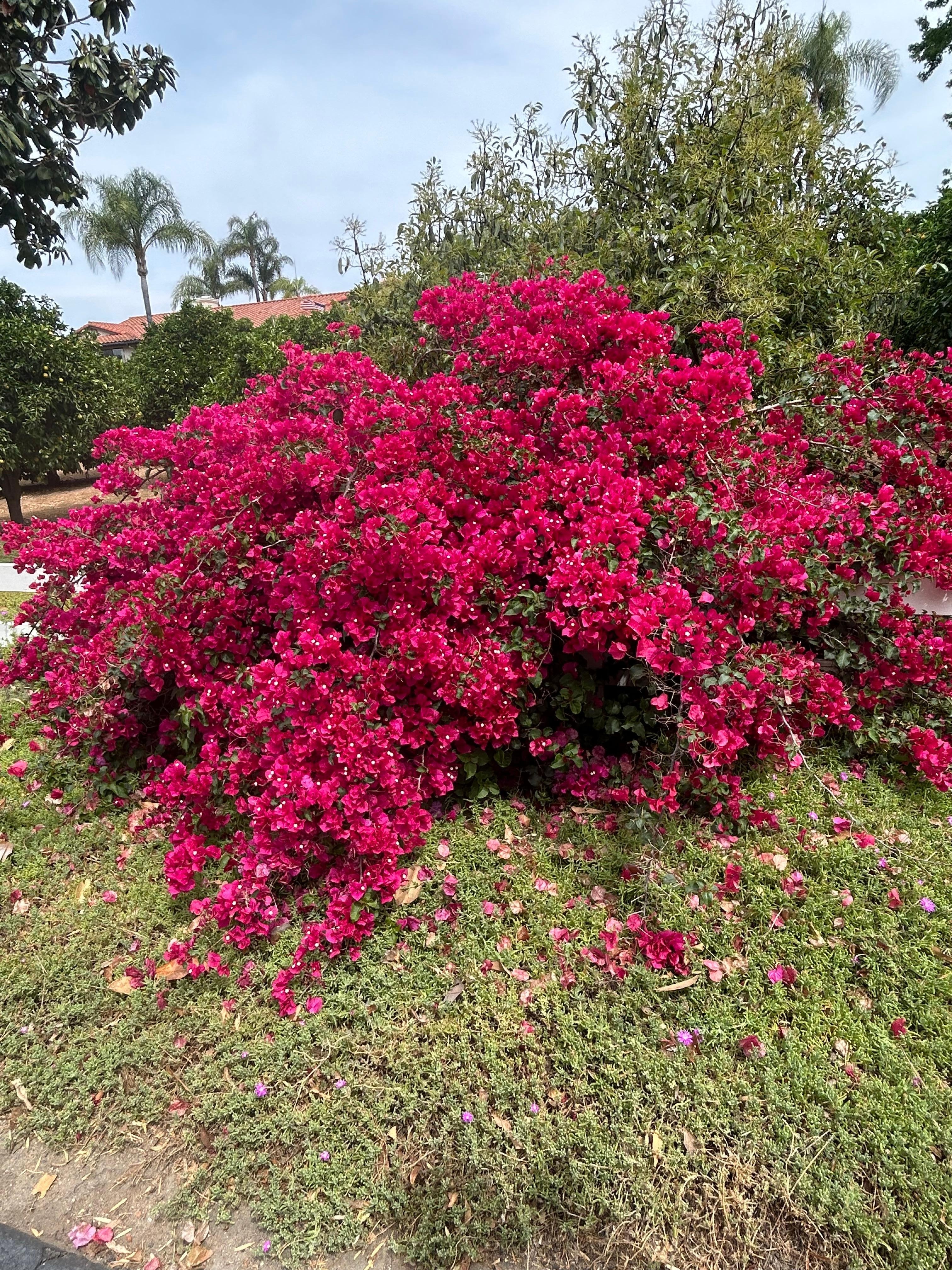 Beautiful foliage surrounding the property 