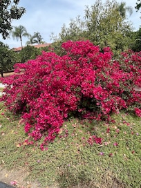 Beautiful foliage surrounding the property
