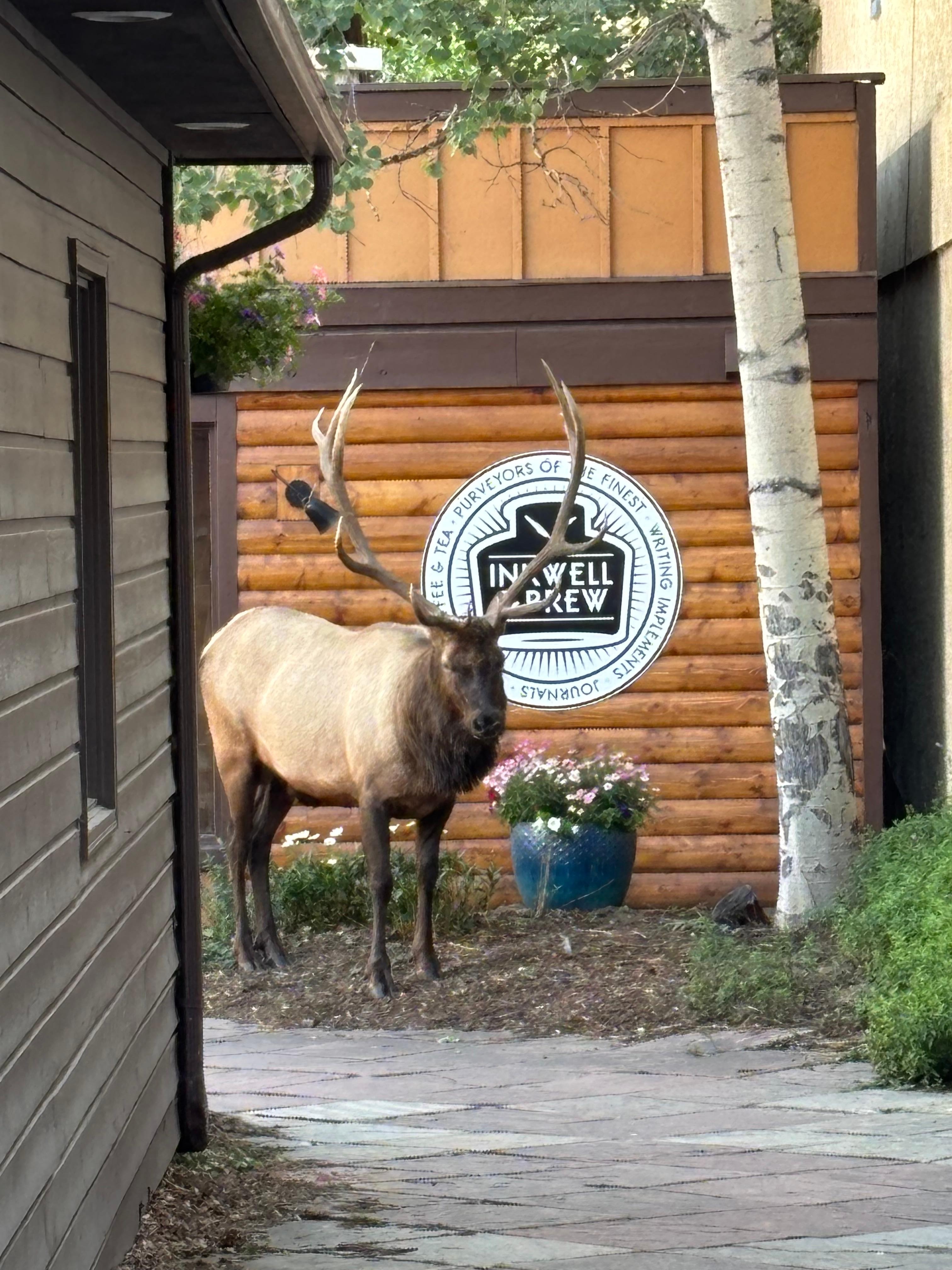 Our first night, we ran into this guy at the downtown bookstore, thinking he was stuffed. He wasn't :)